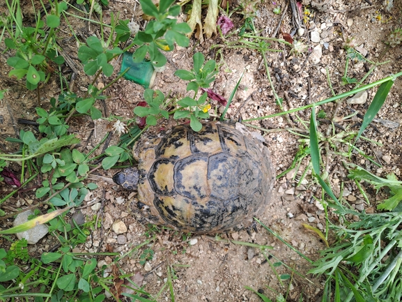 Testudo graeca  photographed by אריאל קדם 