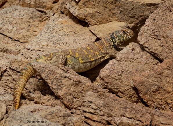 Uromastyx ornata  צולם על ידי דורון ניסים 