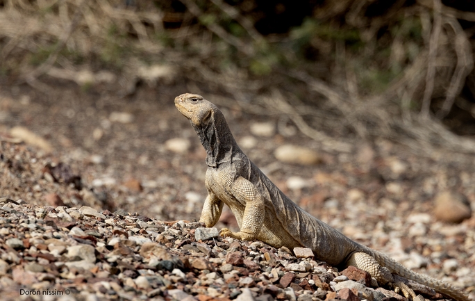 Dabb Lizard  photographed by דורון ניסים 