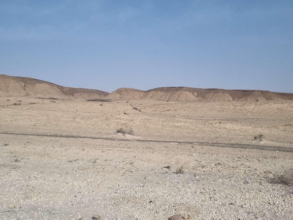 Dabb Lizard  photographed by דניאל שמר 