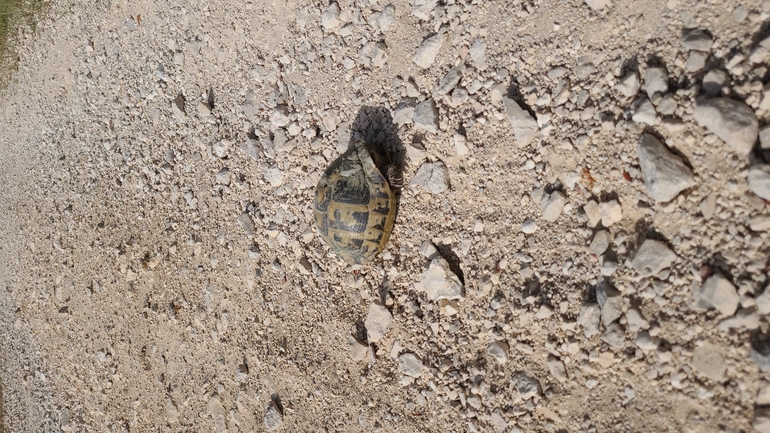 Testudo graeca  photographed by נדב גנות 