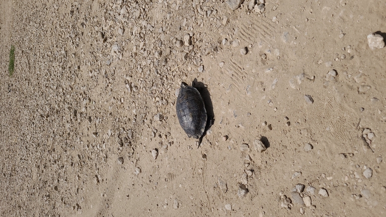 Mauremys caspica rivulata  photographed by נדב גנות 