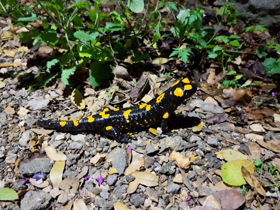 Salamandra infraimmaculata  photographed by טליה אורון 