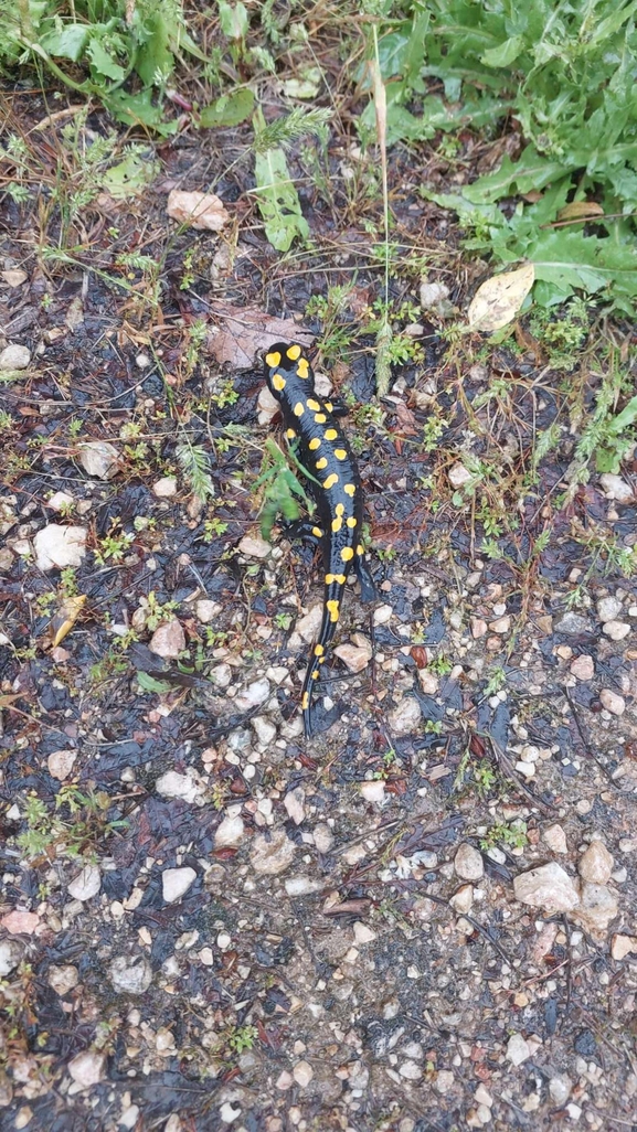 Salamandra infraimmaculata  photographed by מאיד אבו עואד 