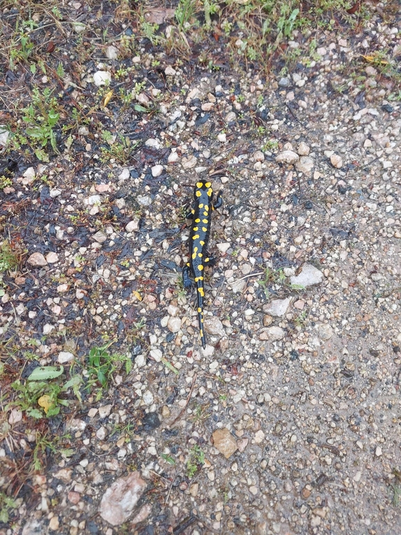 Salamandra infraimmaculata  photographed by מאיד אבו עואד 