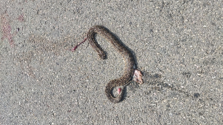 Vipera palaestinae  photographed by נעם שגב 