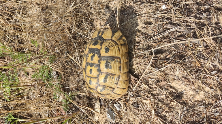 Testudo graeca  photographed by נעם שגב 