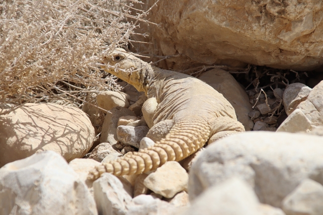 Uromastyx aegyptia  צולם על ידי שי רוזנצוויג 