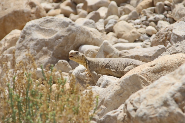 Uromastyx aegyptia  צולם על ידי שי רוזנצוויג 