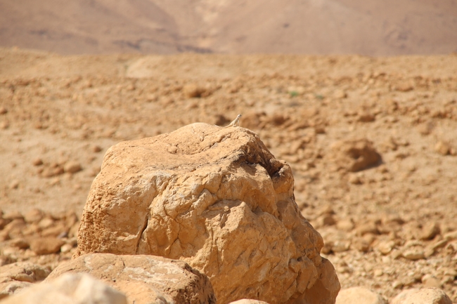 חרדון סיני  צולם על ידי שי רוזנצוויג 