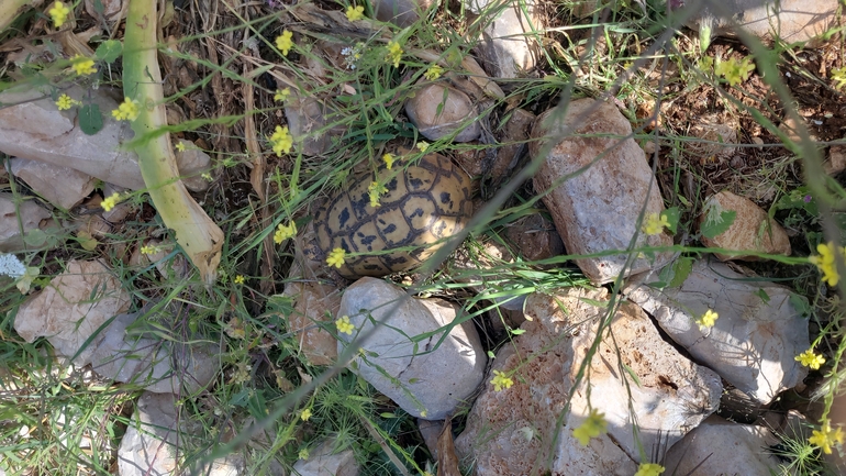 Testudo graeca  photographed by נעם רווח 