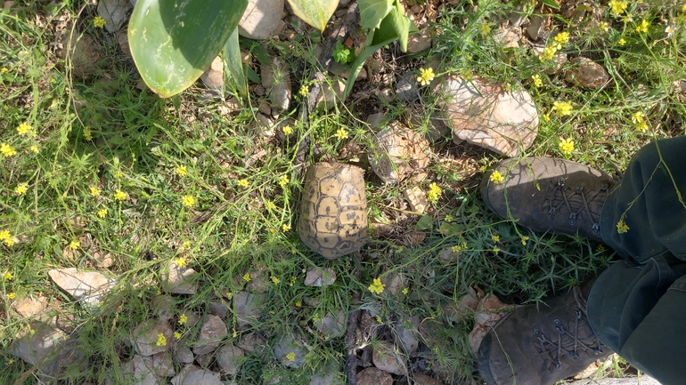 Testudo graeca  photographed by נעם רווח 