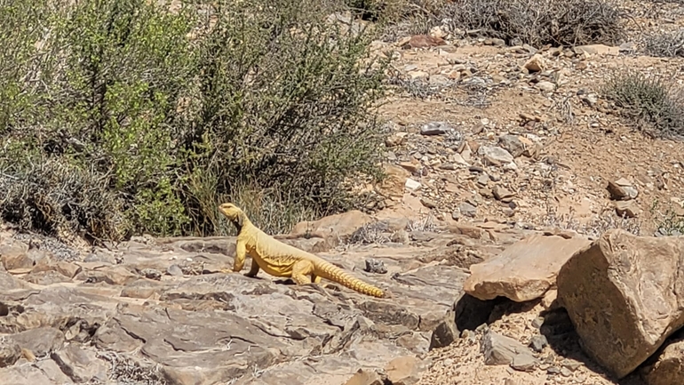 Dabb Lizard  photographed by דניאל שמר 