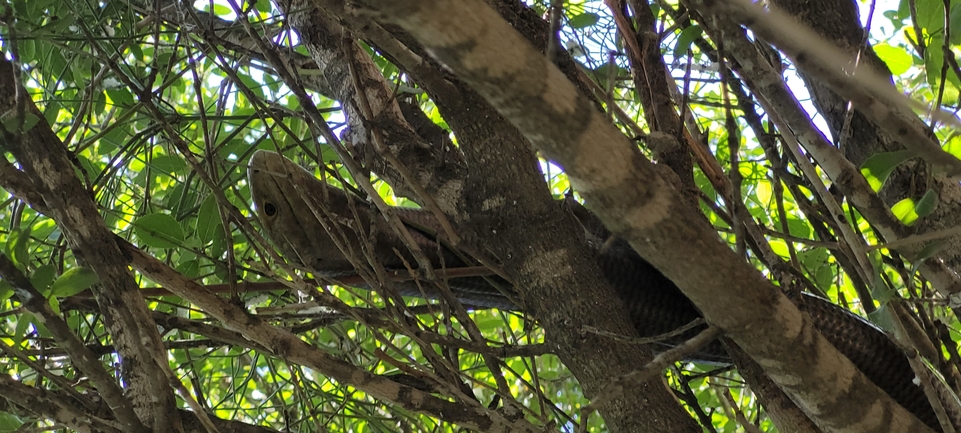 Ophisaurus apodus  photographed by ליעד כהן 