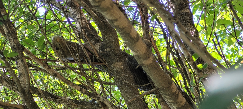 Ophisaurus apodus  photographed by ליעד כהן 