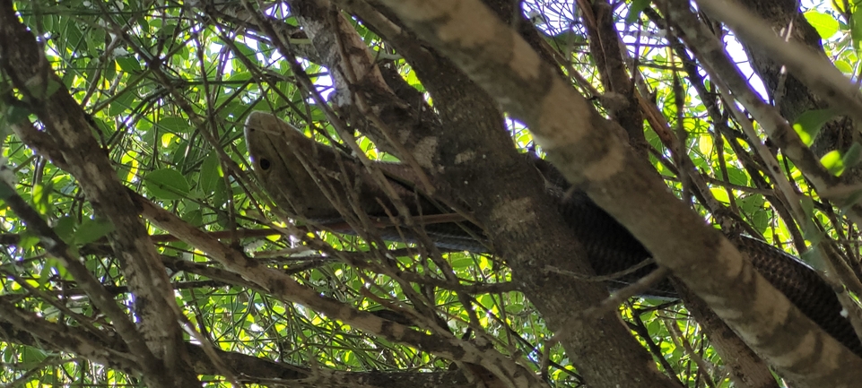 Ophisaurus apodus  photographed by ליעד כהן 