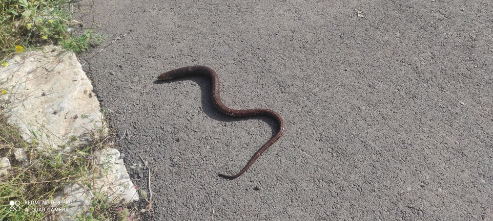 Ophisaurus apodus  photographed by שחר מגארי 