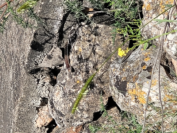 Vipera palaestinae  photographed by עומר בן חיים 