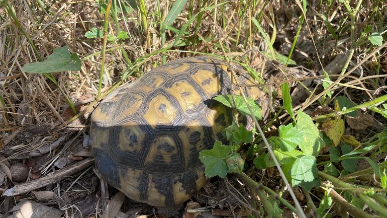 Testudo graeca  photographed by   אתי נפרין 