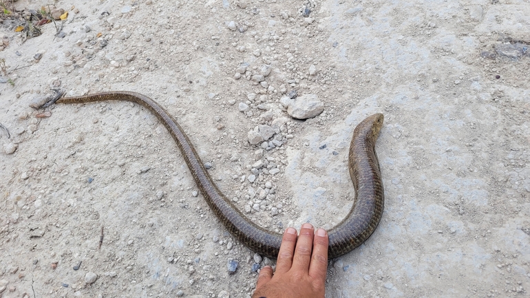 Ophisaurus apodus  photographed by אהוד גבע 