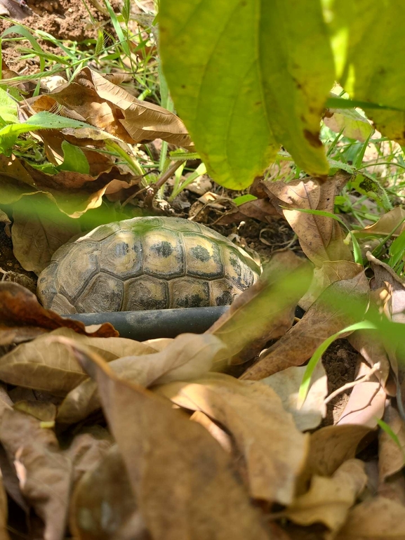 Testudo graeca  photographed by אהוד גבע 