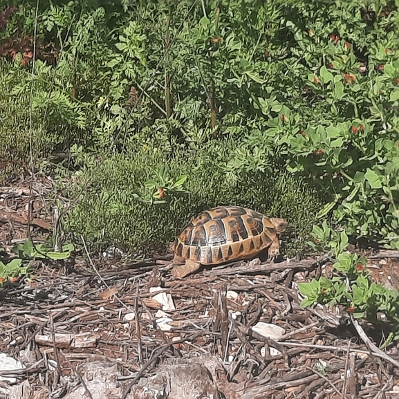 Testudo graeca  photographed by einatgera@gmail.com 