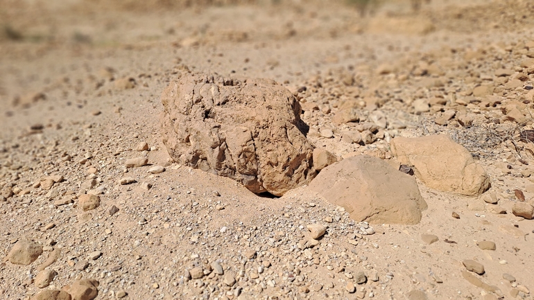 Uromastyx aegyptia  צולם על ידי שי רוזנצוויג 