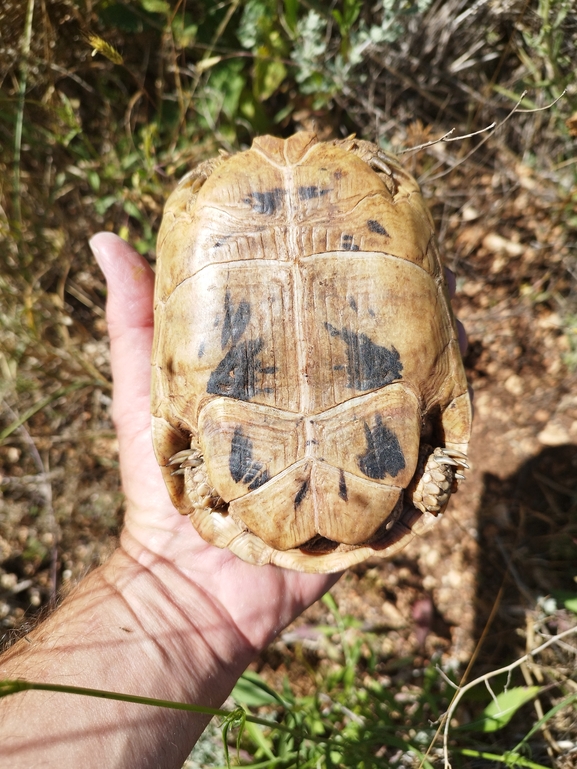 Testudo graeca  photographed by בעז שחם 