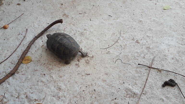 Testudo graeca  photographed by רז נחתומי 