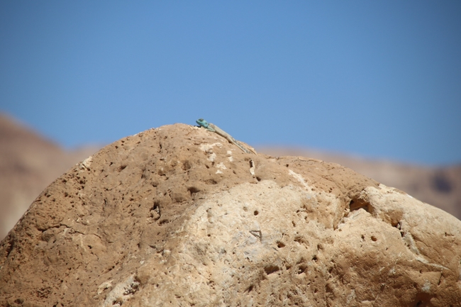 Agama sinaita  photographed by שי רוזנצוויג 