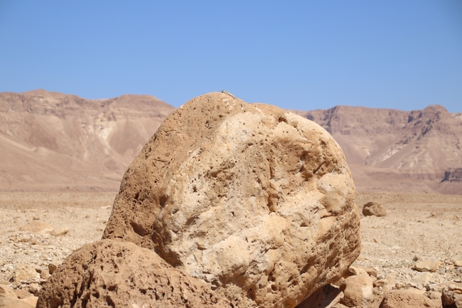 חרדון סיני  צולם על ידי שי רוזנצוויג 