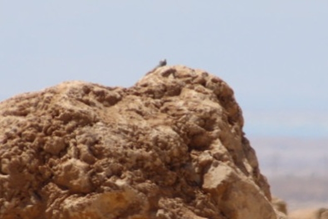 Agama sinaita  photographed by שי רוזנצוויג 