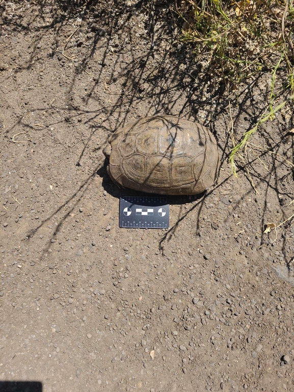 Testudo graeca  photographed by חיים הררי (בלושי) 