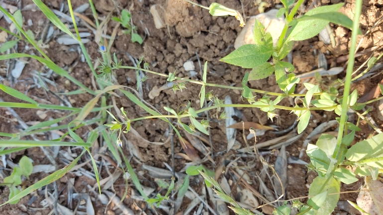 Bufo viridis  photographed by נעם שגב 