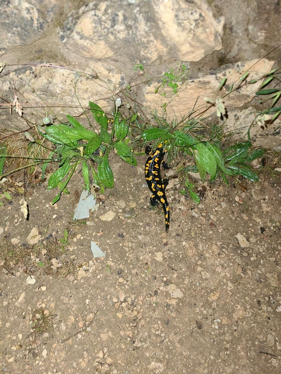 Salamandra infraimmaculata  photographed by טארק שנאן 