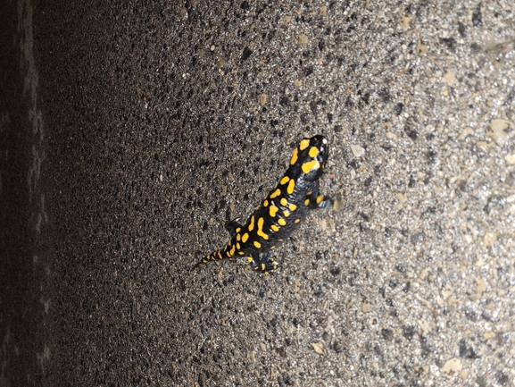 Salamandra infraimmaculata  photographed by עומר בן חיים 