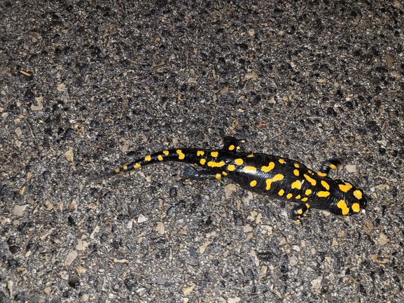 Salamandra infraimmaculata  photographed by עומר בן חיים 