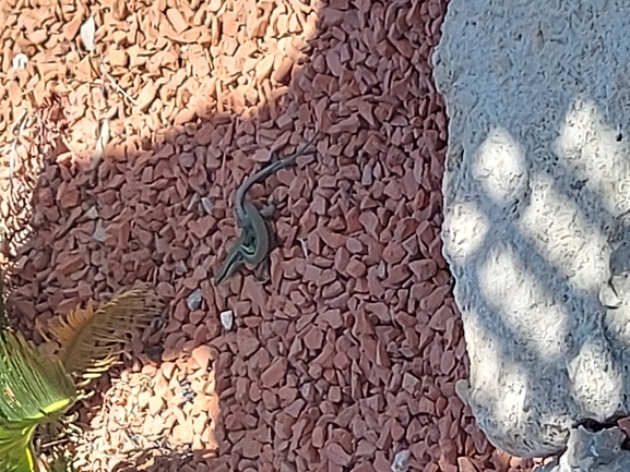 Lacerta laevis laevis  photographed by נדב בן יאיר 