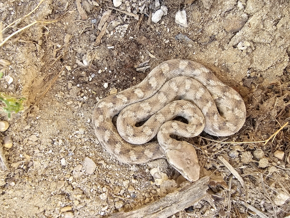 Echis coloratus  photographed by אביעד בר 