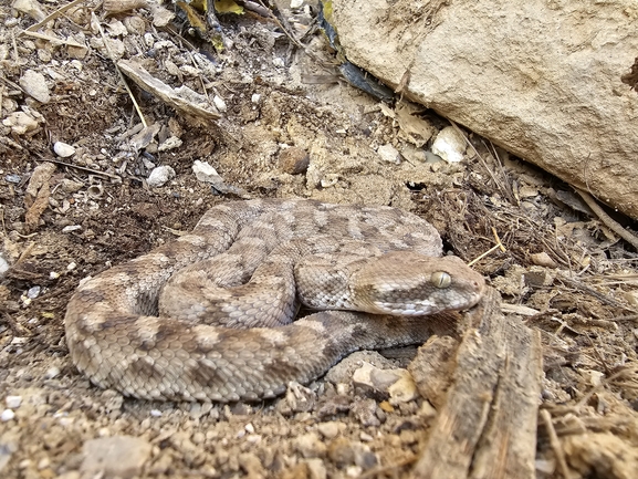 Echis coloratus  photographed by אביעד בר 