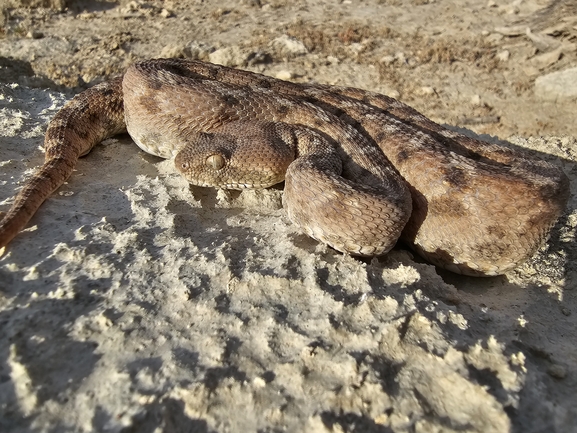 Echis coloratus  photographed by אביעד בר 