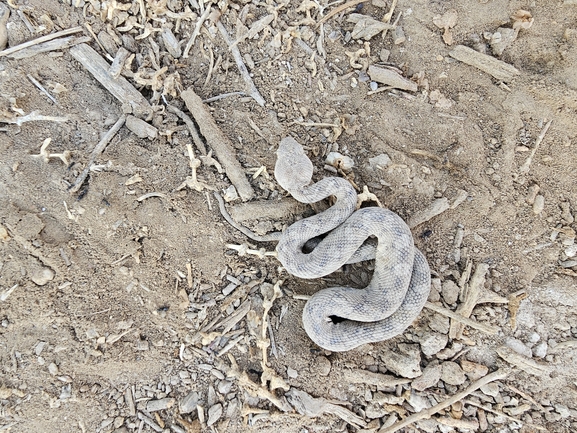 Echis coloratus  photographed by אביעד בר 