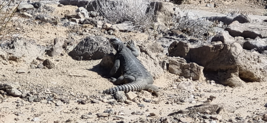 Uromastyx aegyptia  צולם על ידי דניאל שמר 