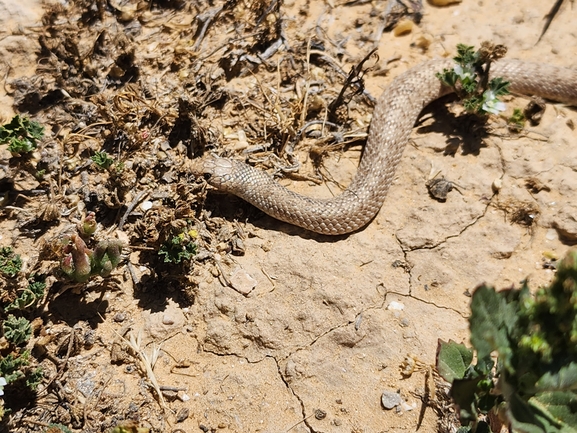 Eirenis coronelloides  photographed by שקד גוכמן 