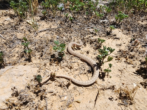 Eirenis coronelloides  photographed by שקד גוכמן 