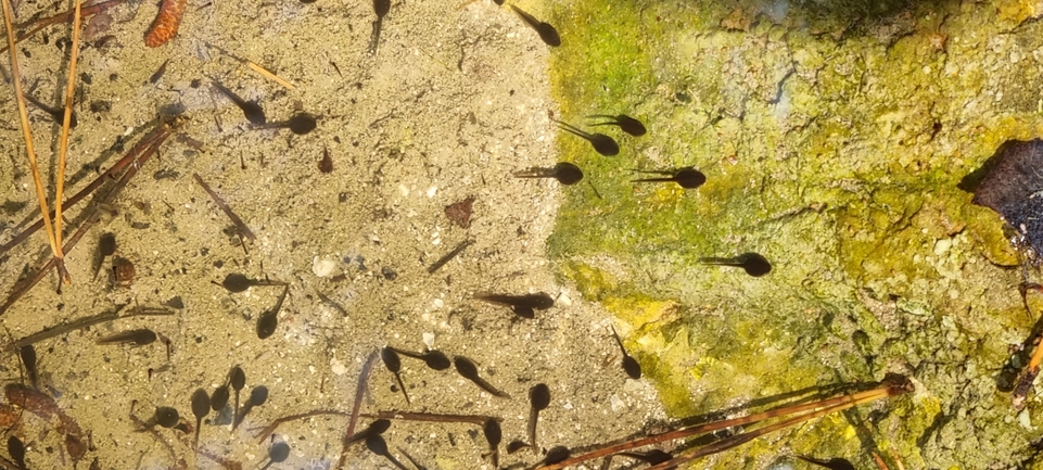 Bufo viridis  photographed by אלדד אלרון 