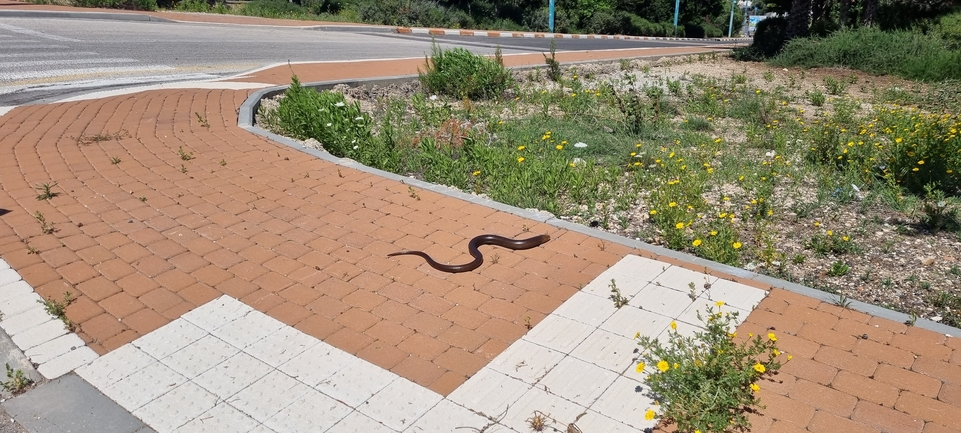 קמטן  צולם על ידי אלדד אלרון 