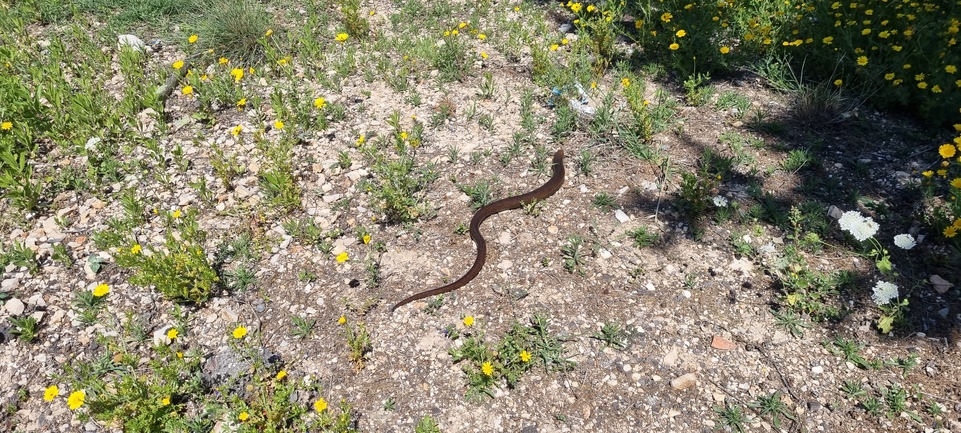 Ophisaurus apodus  photographed by אלדד אלרון 