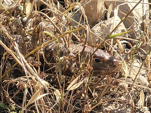 Ophisaurus apodus  photographed by סיון מרדוק 