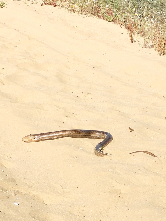 Ophisaurus apodus  photographed by נצר אלימלך 